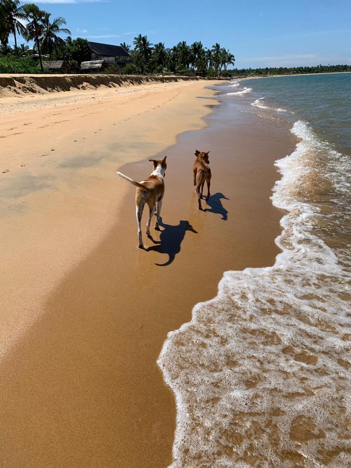 Sea Sand Resort คัลพิทิยา ภายนอก รูปภาพ