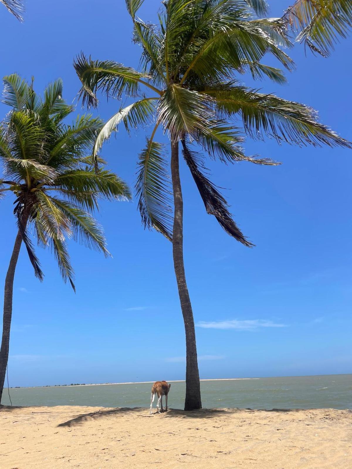 Sea Sand Resort คัลพิทิยา ภายนอก รูปภาพ